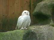 389  white owl.JPG